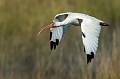 White Ibis-12